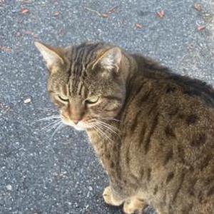 Found Cat Unknown