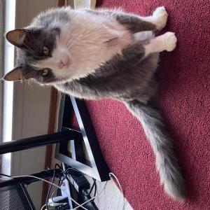 Lost Cat Astro