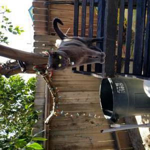 Lost Cat Loki