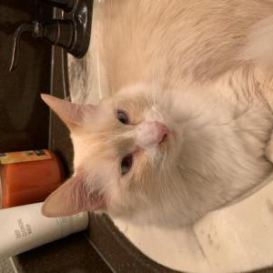 Lost Cat Cotton