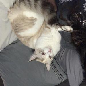 Lost Cat Snowy