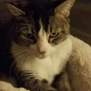 Found Cat Unknown
