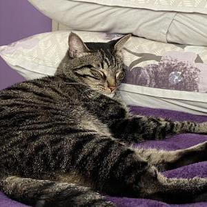 Lost Cat Dexy