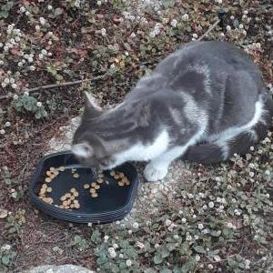 Found Cat unknown