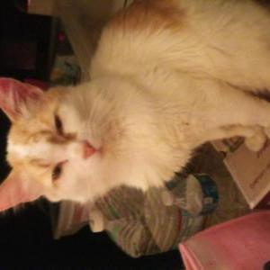 Lost Cat Chicken