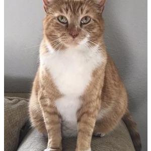 Lost Cat Moloko
