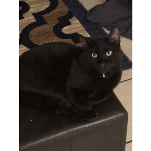 Lost Cat Lucky baba