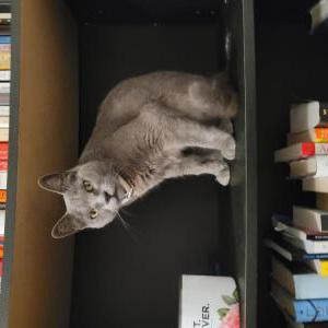 Lost Cat Charlie