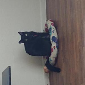 Lost Cat Sissy