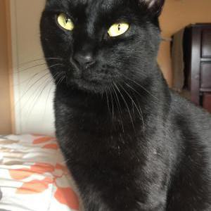 Lost Cat Nadi (Kitty Face)
