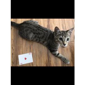 Lost Cat Tigger