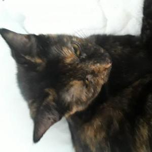 Lost Cat Bear or Little Bear