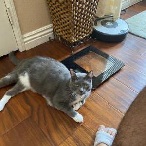 Lost Cat Kara