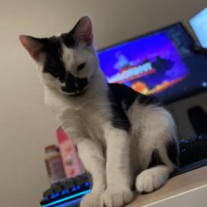 Lost Cat Mushu