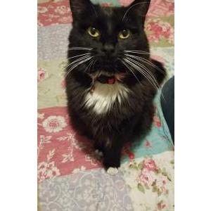 Lost Cat Kiki