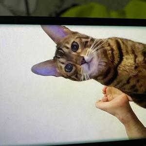 Lost Cat Roman