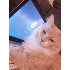 Lost Cat Hennessy