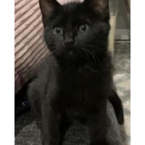 Lost Cat Luna