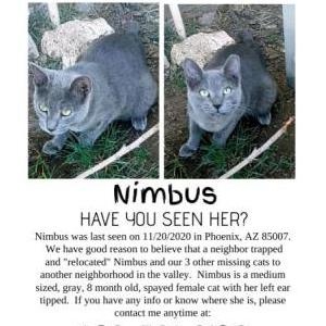 Lost Cat Nimbus
