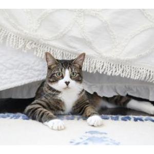 Lost Cat Sage