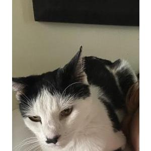 Lost Cat Pongo