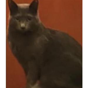 Lost Cat Daisy