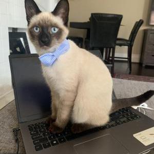 Lost Cat Winona