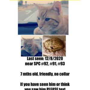 Lost Cat Tiger