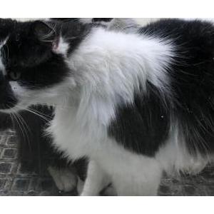Lost Cat Rocky