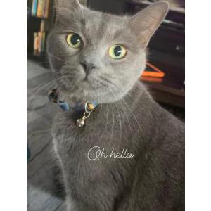 Lost Cat Mack