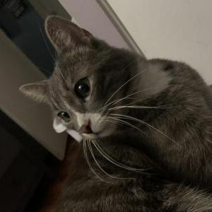 Lost Cat Max