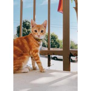 Lost Cat Sunshine