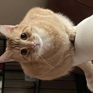 Lost Cat Ivo