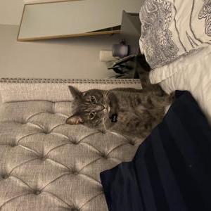 Lost Cat Simba