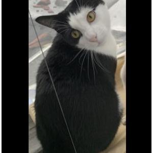 Lost Cat Professor oreo