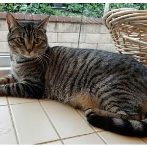 Lost Cat siggy