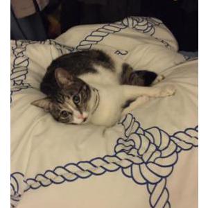Lost Cat Cheetah