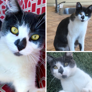 Lost Cat Bonnie