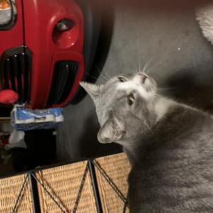 Found Cat Unknown