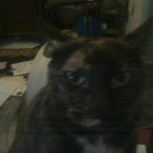 Lost Cat Rags