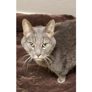 Found Cat Unknown