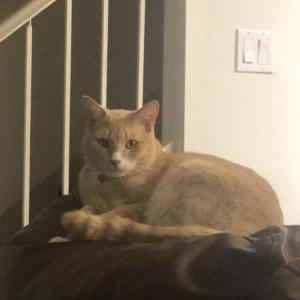 Lost Cat Sam