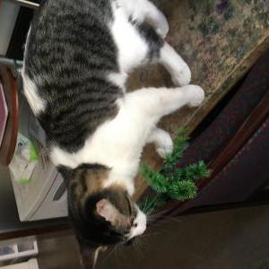 Lost Cat Lovey
