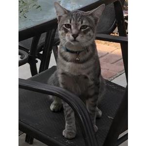 Lost Cat Yoshi