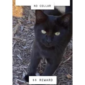 Lost Cat Unknown
