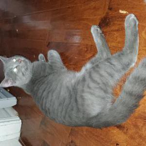 Found Cat Unsure