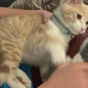 Lost Cat Spock