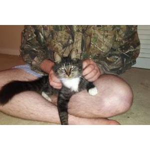 Found Cat uknown
