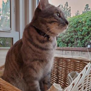 Lost Cat Siggy