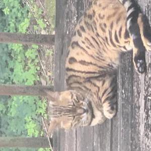 Lost Cat Reeses